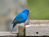 Indigo Bunting