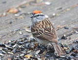 Chipping Sparrow