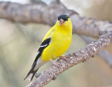 American Goldfinch