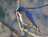 Eastern Bluebird