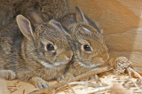 Baby Rabbits