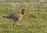 Grutto - Black-tailled Godwit