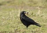 Zwarte -Kraai - Carrion Crow
