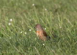 Kneu - Twite