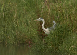 Blauwe Reiger - Grey Heron