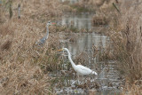 Grote zilverreiger-Great White Egret