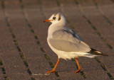 Kokmeeuw - Black Headed Gull