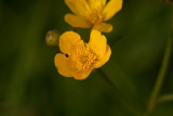 Boterbloem - Ranunculus