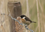 Roodborsttapuit - Common Stonechat