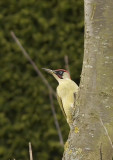 Groene Specht - Green Woodpecker
