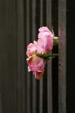 Roses through the fence