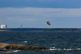 White tailed eagle and Nuclear Power Plant