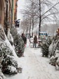 Christmas trees with natural snow