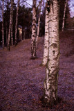Birches in December morning 1