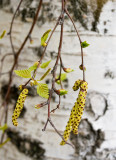 Young birch leaves