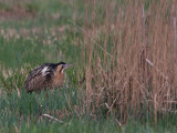 Botaurus stellaris - Roerdomp - Great Bittern