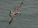 Larus argentatus - Zilvermeeuw - Herring Gull