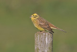 Emberiza citrinella - Yellowhammer - Geelgors