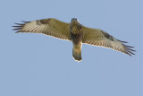 Buteo lagopus - Ruigpootbuizerd - Rough-legged Buzzard