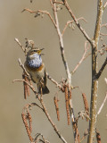 Luscinia svecica - Blauwborst - Bluethroat