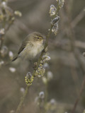 Phylloscopus collybita - Tjiftjaf - Chiffchaff