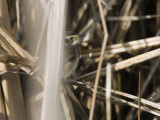 Luscinia svecica - Blauwborst - Bluethroat