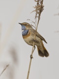 Luscinia svecica - Blauwborst - Bluethroat