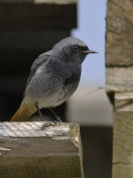 Phoenicurus ochruros - Zwarte Roodstaart - Black Redstart