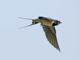 Hirundo rustica - Boerenzwaluw - Swallow