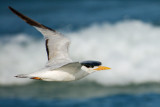 Royal Tern