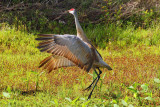 Sandhill Crane