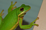 Green Tree Frog