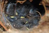 Carolina Wren Babies