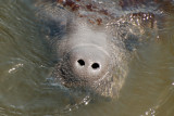 Face of a Wild Manatee