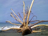 driftwood @ Dungeness Spit in Sequim, WA.