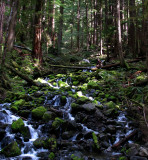 Nick among the cascade