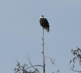 Skagit Valley eagle