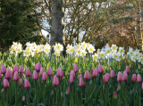 Roosengaard tulips & daffodils