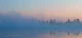 trees-in-blue.jpg