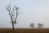 3trees_DSC1030.jpg