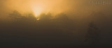 Foggy Sunrise_DSC8716.jpg