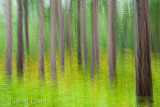 Pine Forest Multiple_NIK9144.jpg