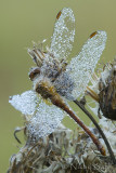 Dewy Dragonfly_NIK9561.jpg