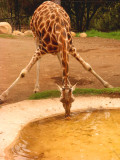 Giraffe drinking 068.jpg