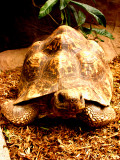 Leopard Tortoise 080.jpg