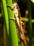 Grasshopper 3901 JLA.jpg