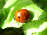 LadybugJLA5273.jpg