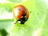 ladybugJLA5276.jpg
