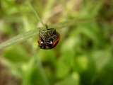 Ladybug5298a.jpg
