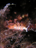 Nudibranch with egg sack in background